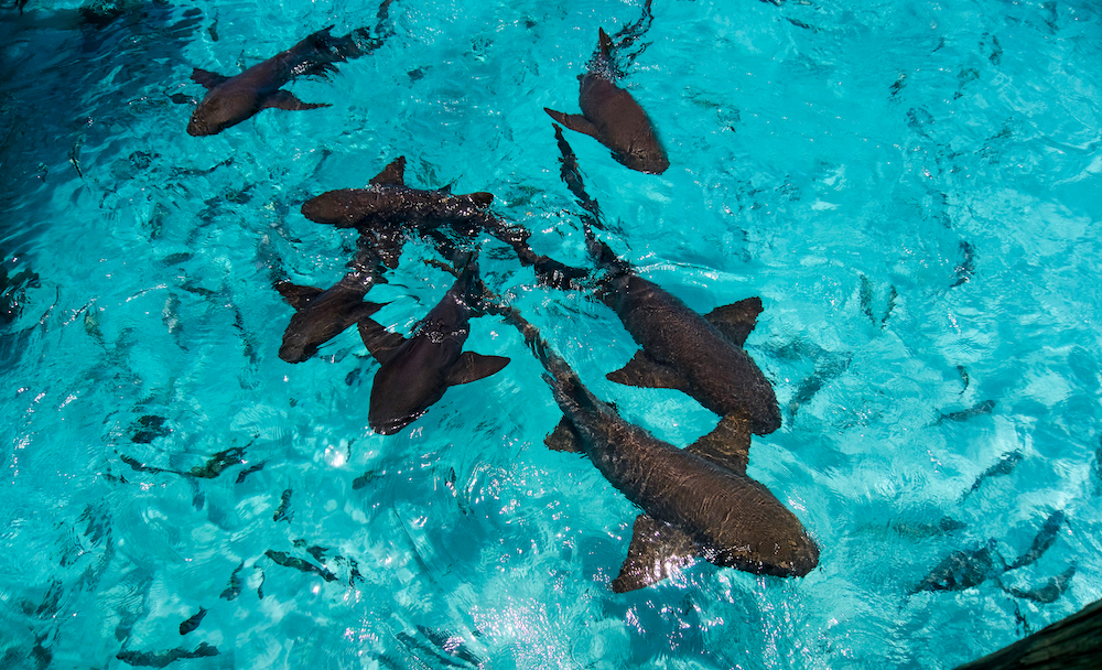 Sharks at compass cay in the bahamas.