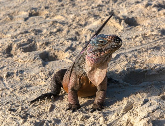 Iguana on Exuma Island