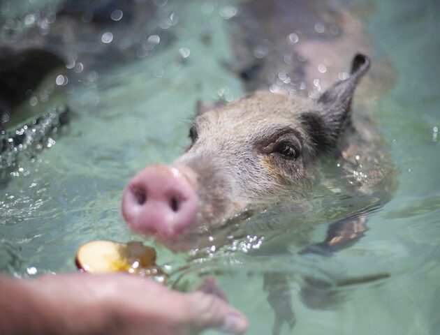 Feeding Pigs in the Bahamas