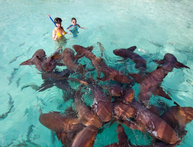Swimming with nurse sharks